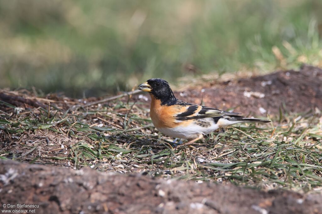 Brambling male adult transition
