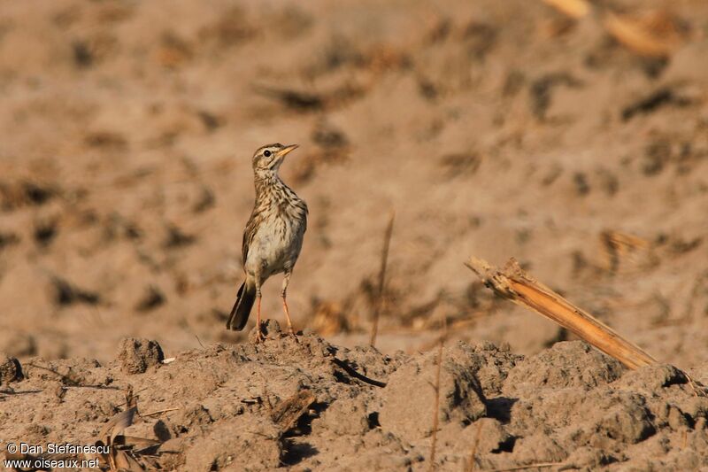 African Pipitadult