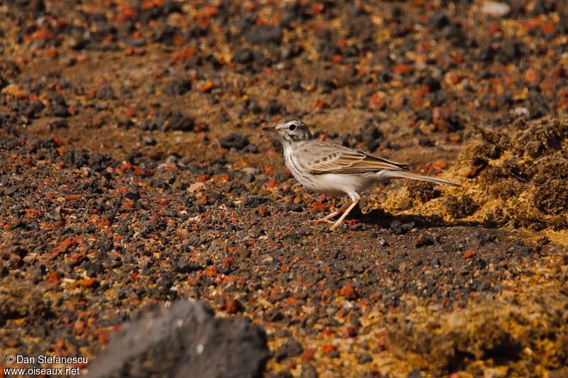 Berthelot's Pipitadult, walking