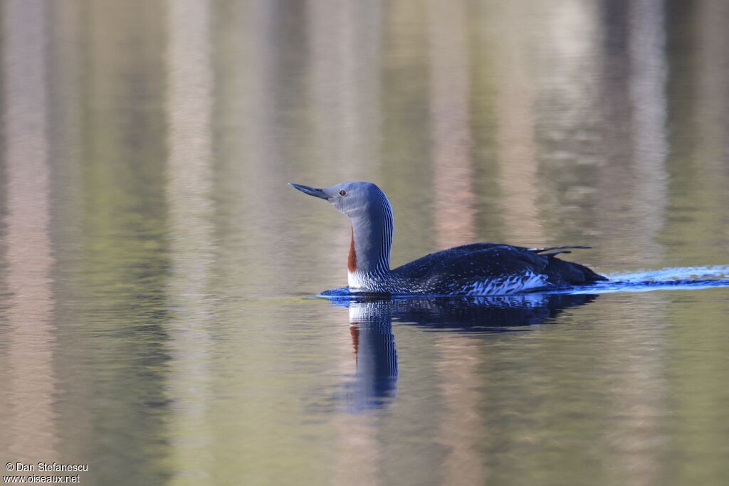 Plongeon catmarinadulte nuptial