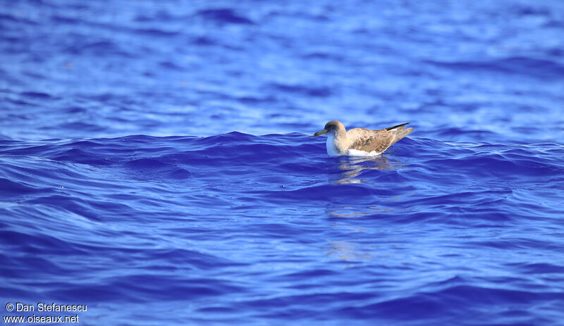 Cory's Shearwateradult, swimming