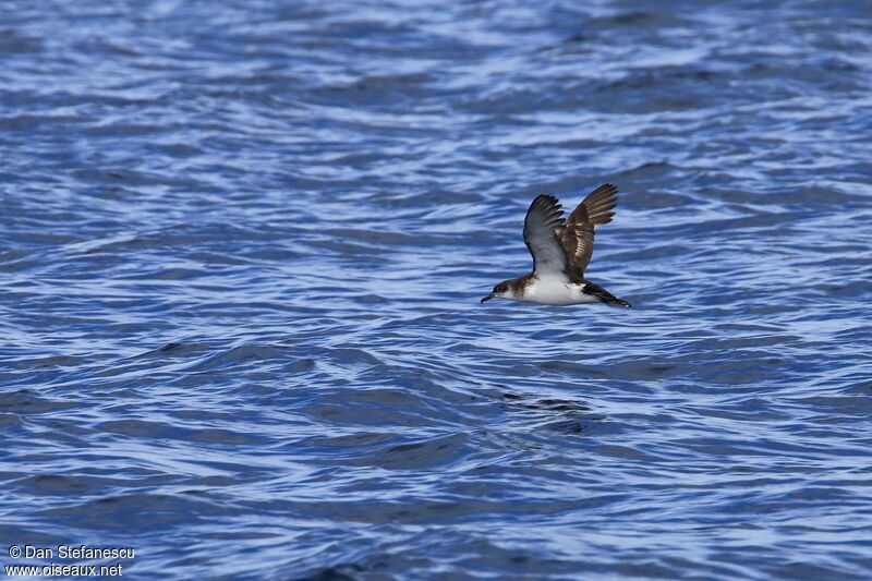 Manx Shearwateradult, Flight