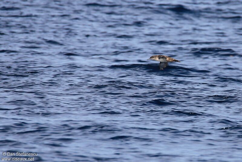 Puffin des Baléaresadulte, Vol