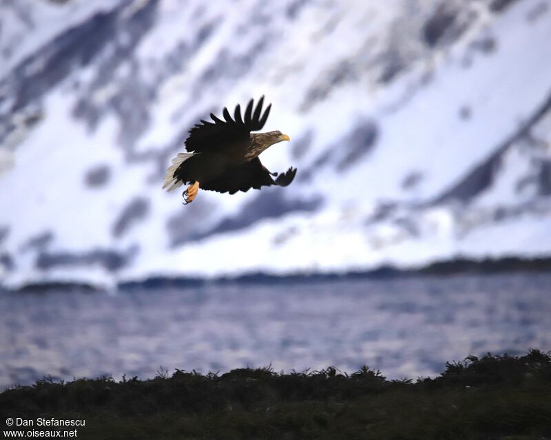 White-tailed Eagleadult, Flight