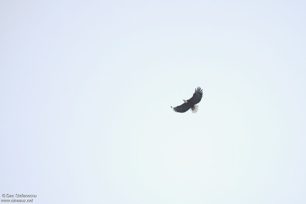 Pygargue à tête blanche