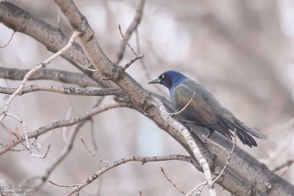 Quiscale bronzéadulte