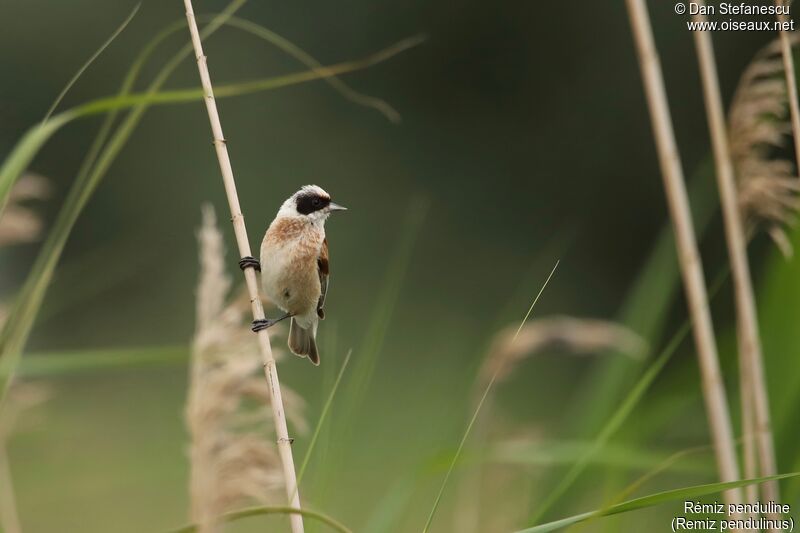 Eurasian Penduline Tit