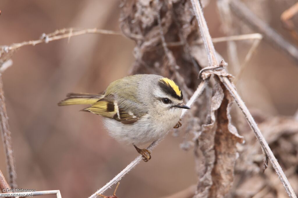 Roitelet à couronne doréeadulte