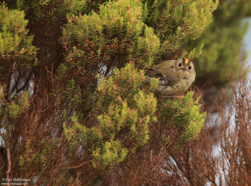Goldcrest