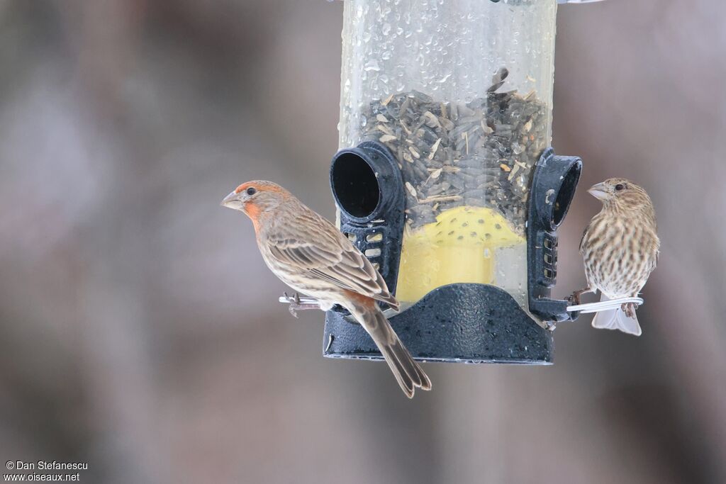 Roselin familieradulte