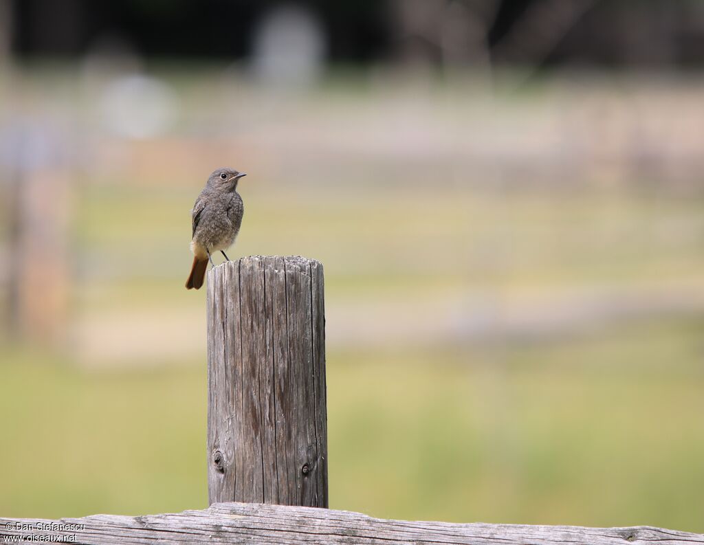 Black Redstart
