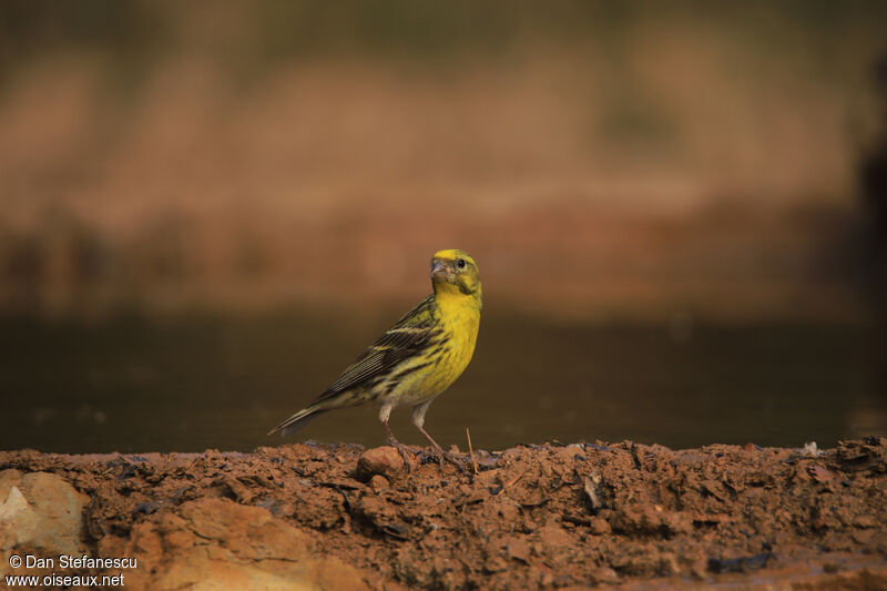 European Serin male adult