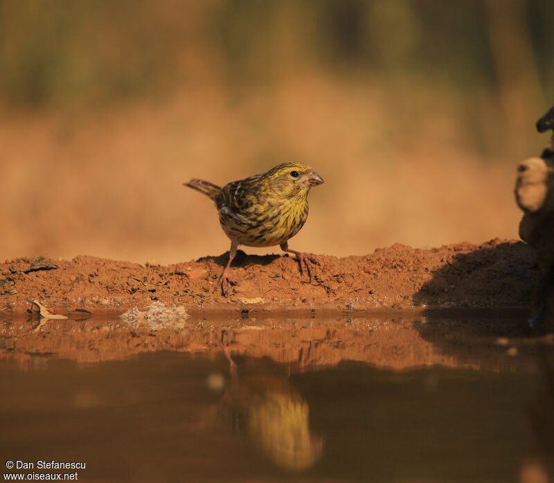 European Serin male adult breeding