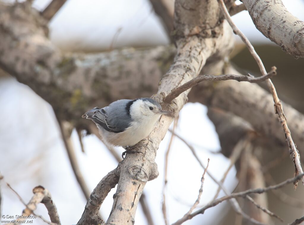 Sittelle à poitrine blanche femelle adulte