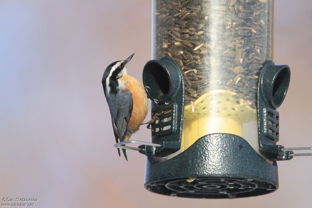 Sittelle à poitrine rousse mâle adulte