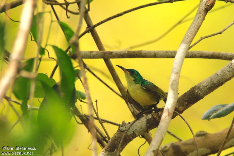 Collared Sunbird female adult