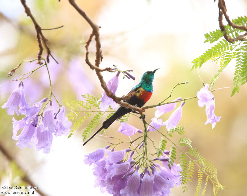 Beautiful Sunbird male adult