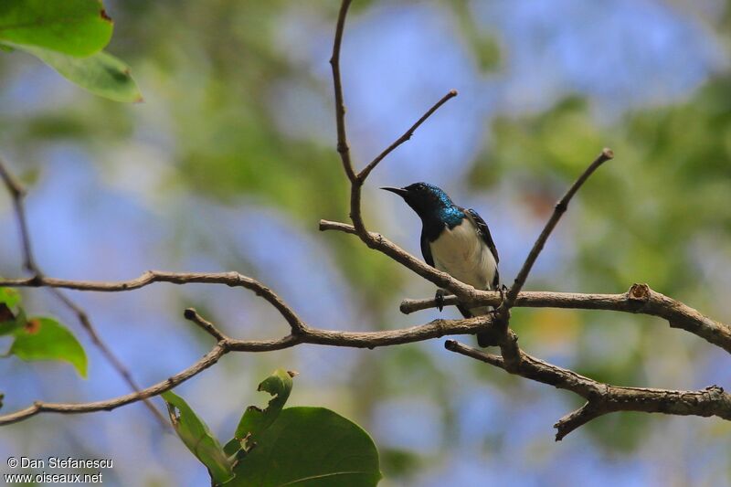 Amani Sunbird male adult