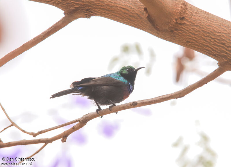 Marico Sunbird male adult