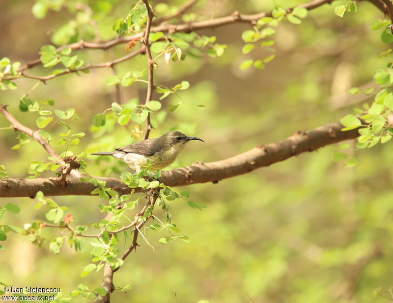 Marico Sunbird female adult