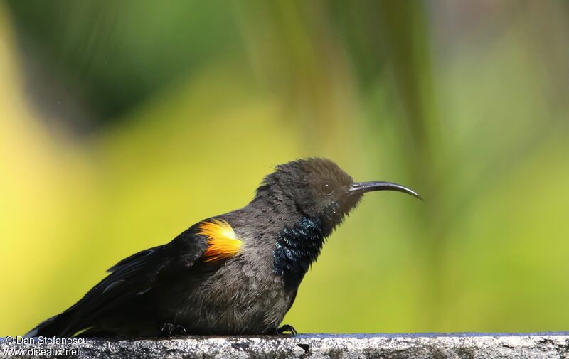 Seychelles Sunbird male adult