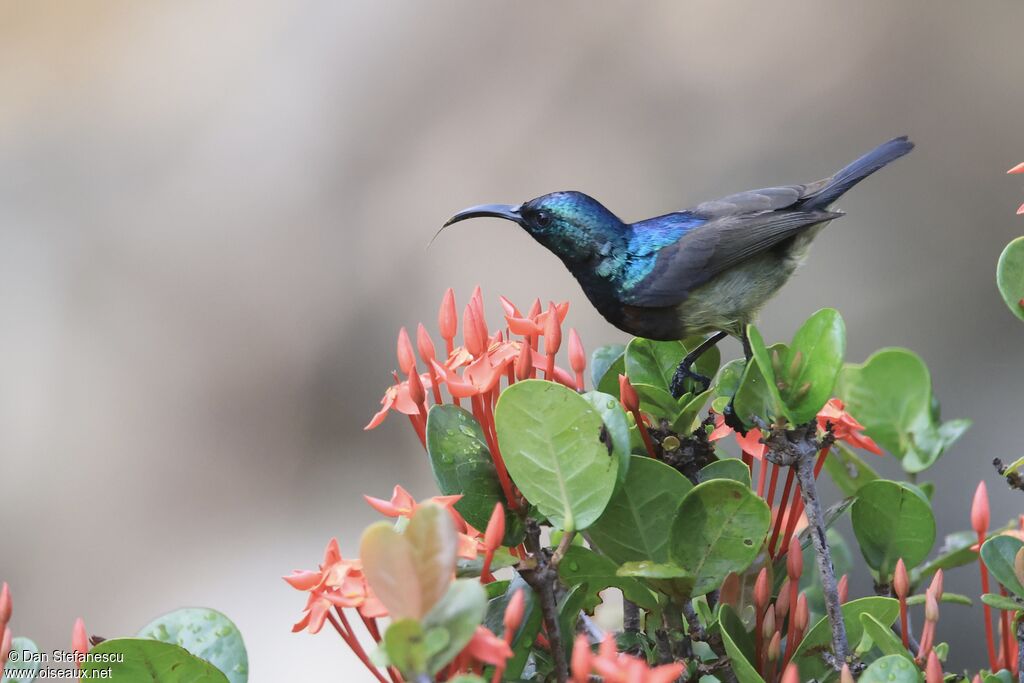 Souimanga Sunbird
