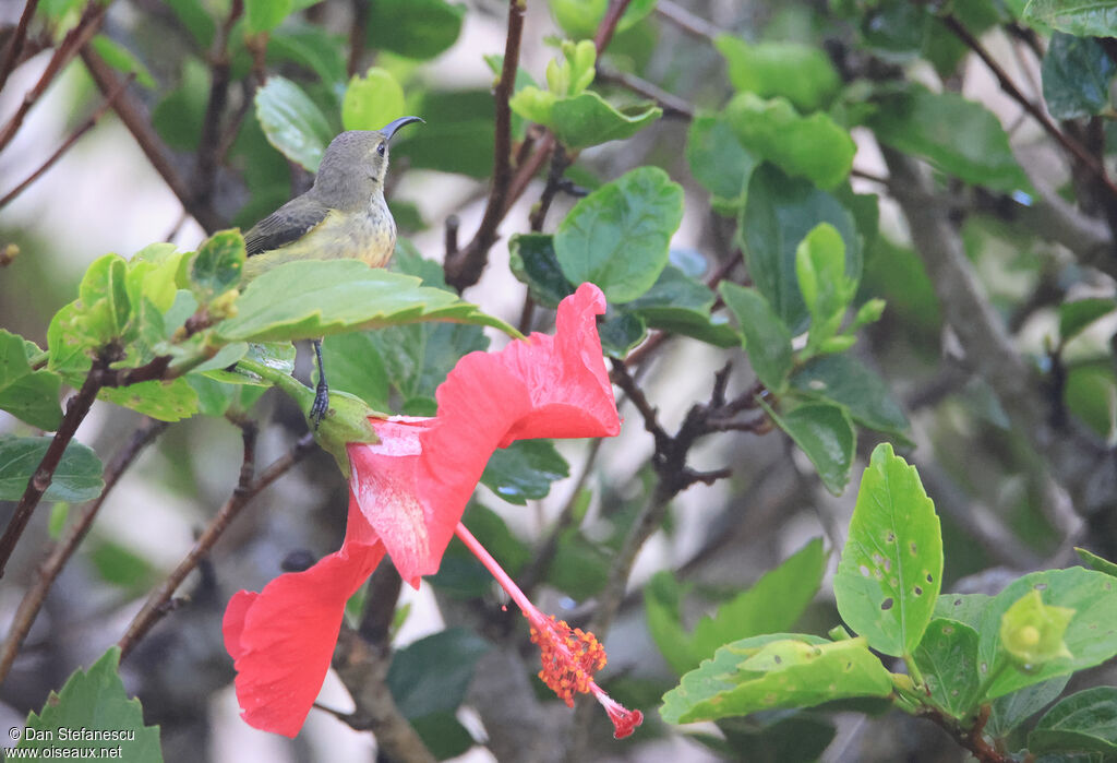 Souimanga malgache femelle adulte