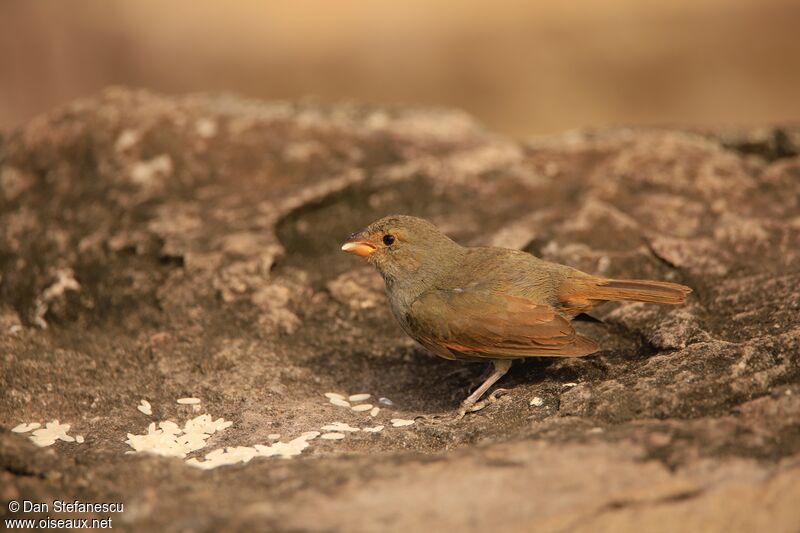 Lesser Antillean Bullfinch female adult