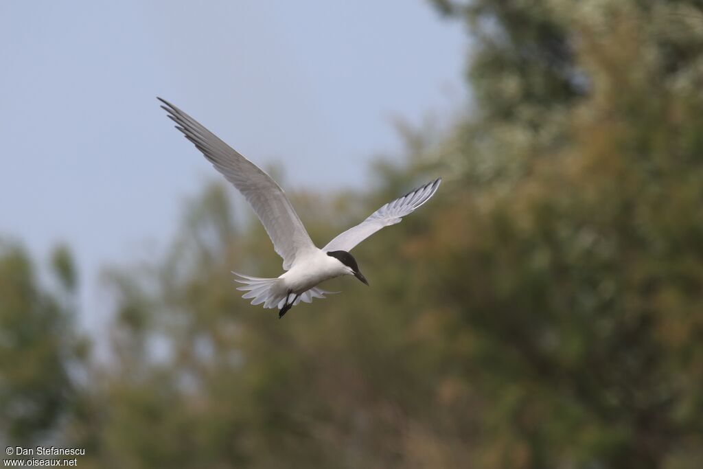Sterne hanseladulte nuptial, Vol