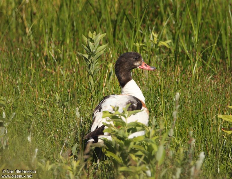 Common Shelduckjuvenile