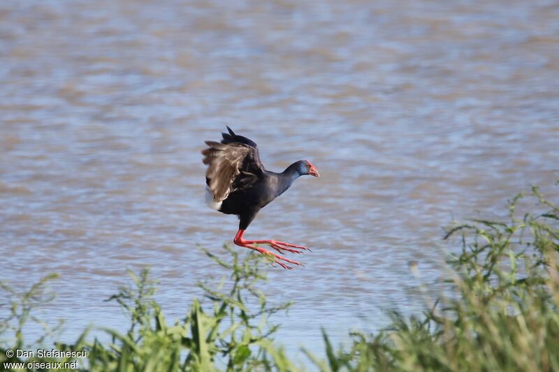 Western Swamphenadult, Flight