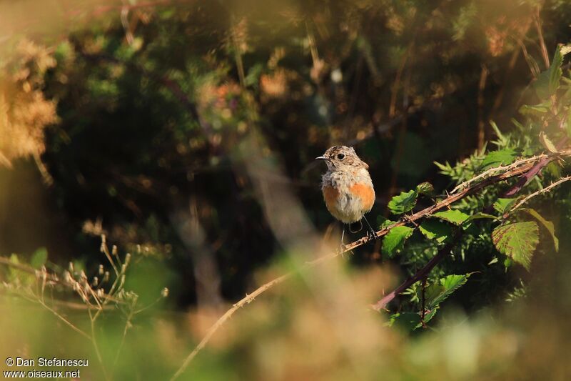 European Stonechatjuvenile