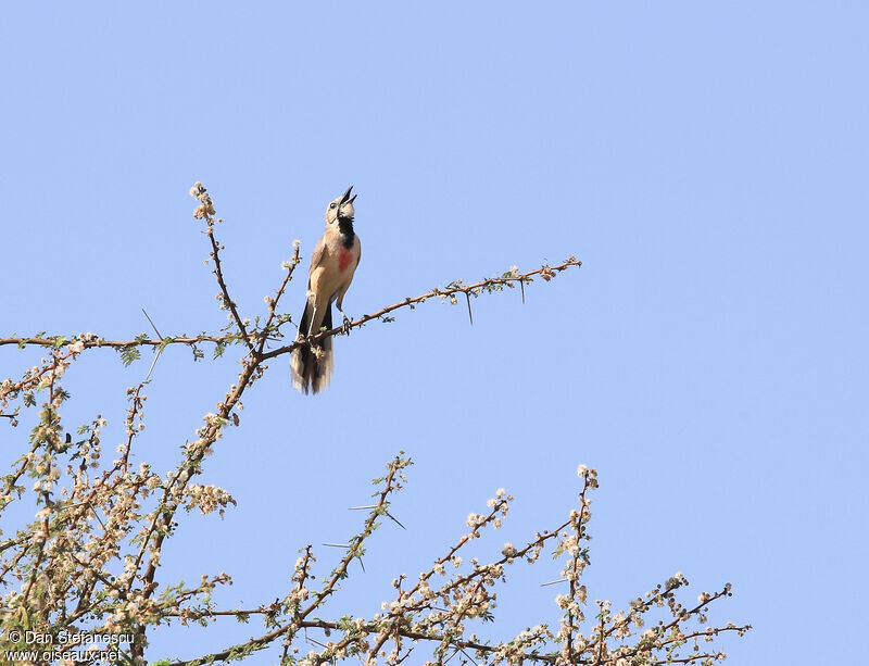 Tchagra à croupion roseadulte, chant