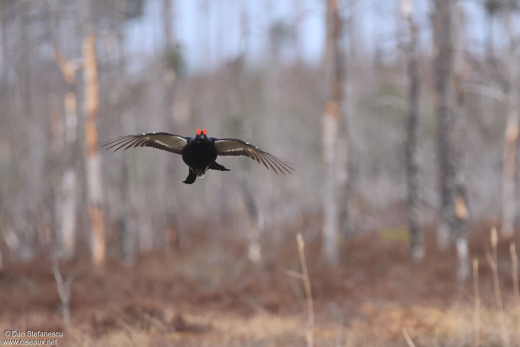 Tétras lyre mâle, Vol