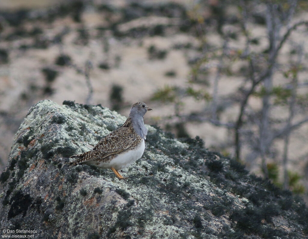 Grey-breasted Seedsnipe
