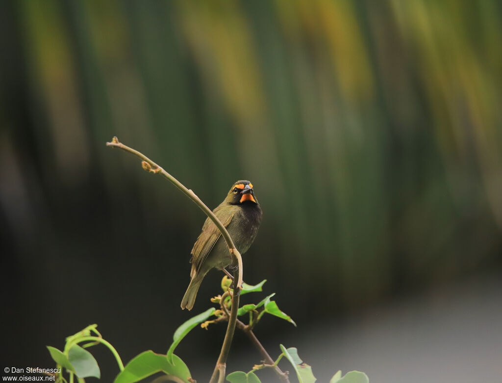 Yellow-faced Grassquit