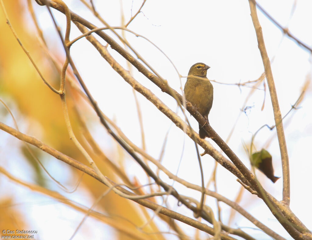 Yellow-faced Grassquit