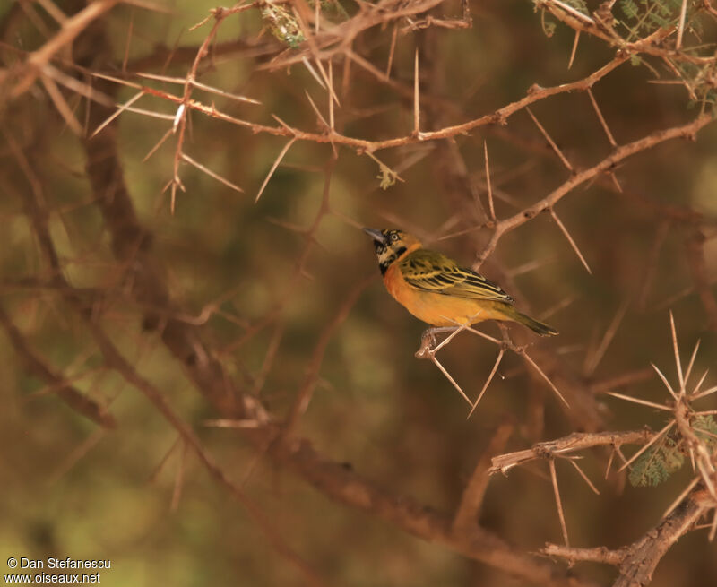 Lesser Masked Weaver