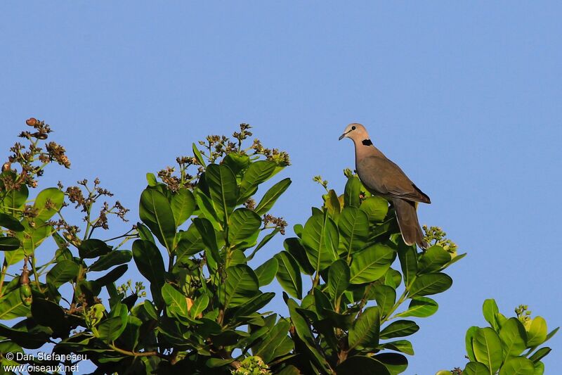 Red-eyed Doveadult