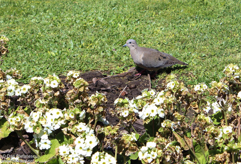 Tourterelle oreillardeadulte