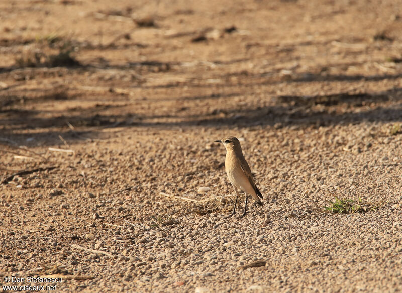 Isabelline Wheatearadult