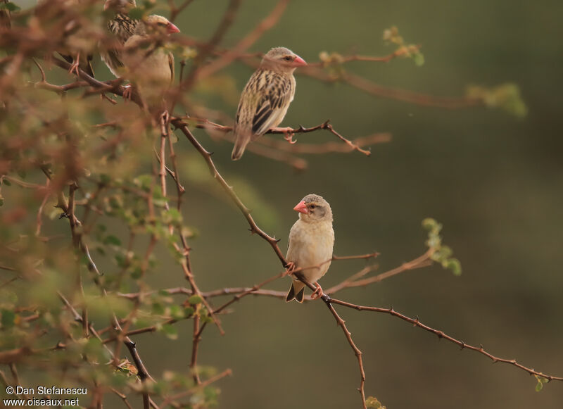 Red-billed Quelea female adult breeding