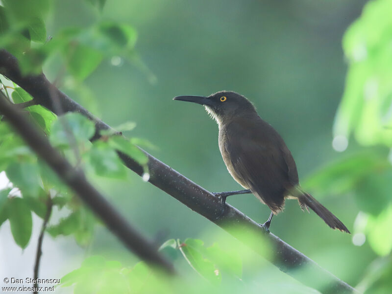 Brown Trembleradult