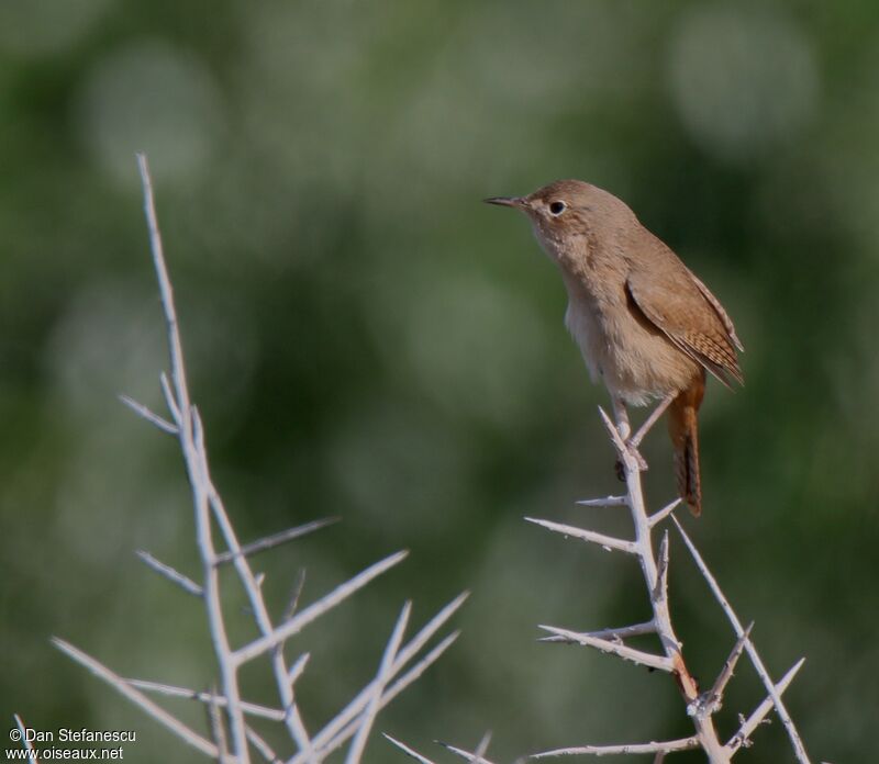 Troglodyte austral