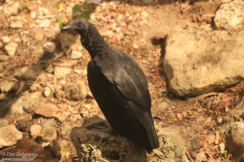 Black Vultureimmature
