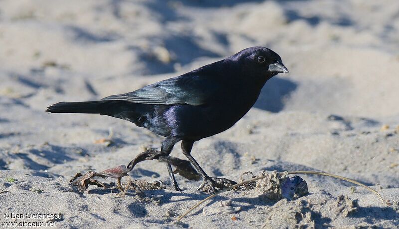 Shiny Cowbird male, walking