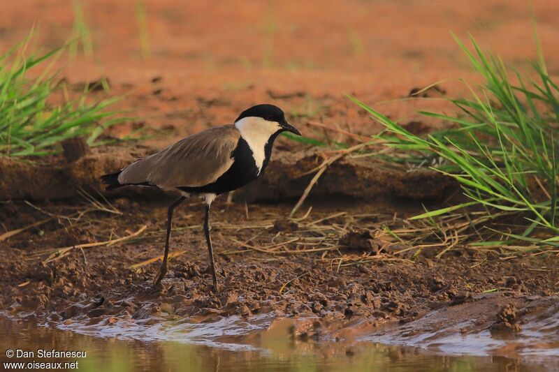 Spur-winged Lapwingadult, walking