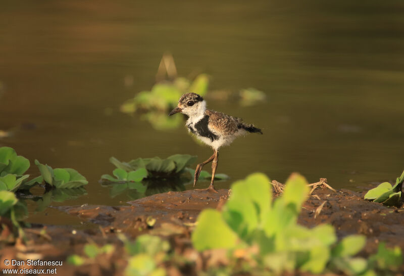 Spur-winged LapwingPoussin