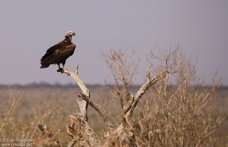 Lappet-faced Vultureadult