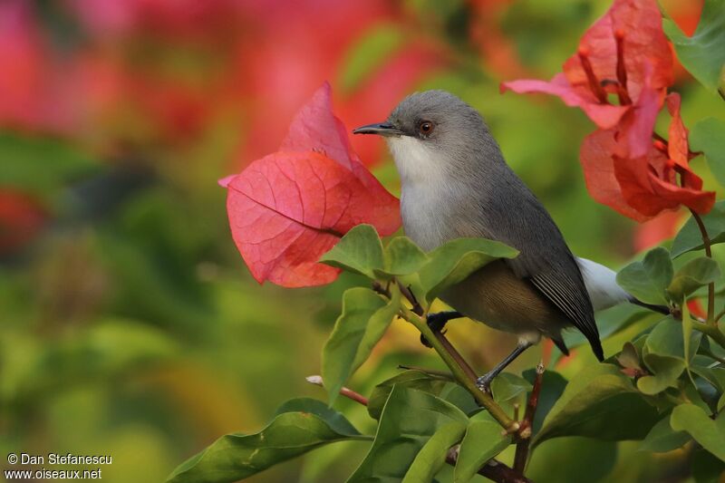 Mauritius Grey White-eyeadult